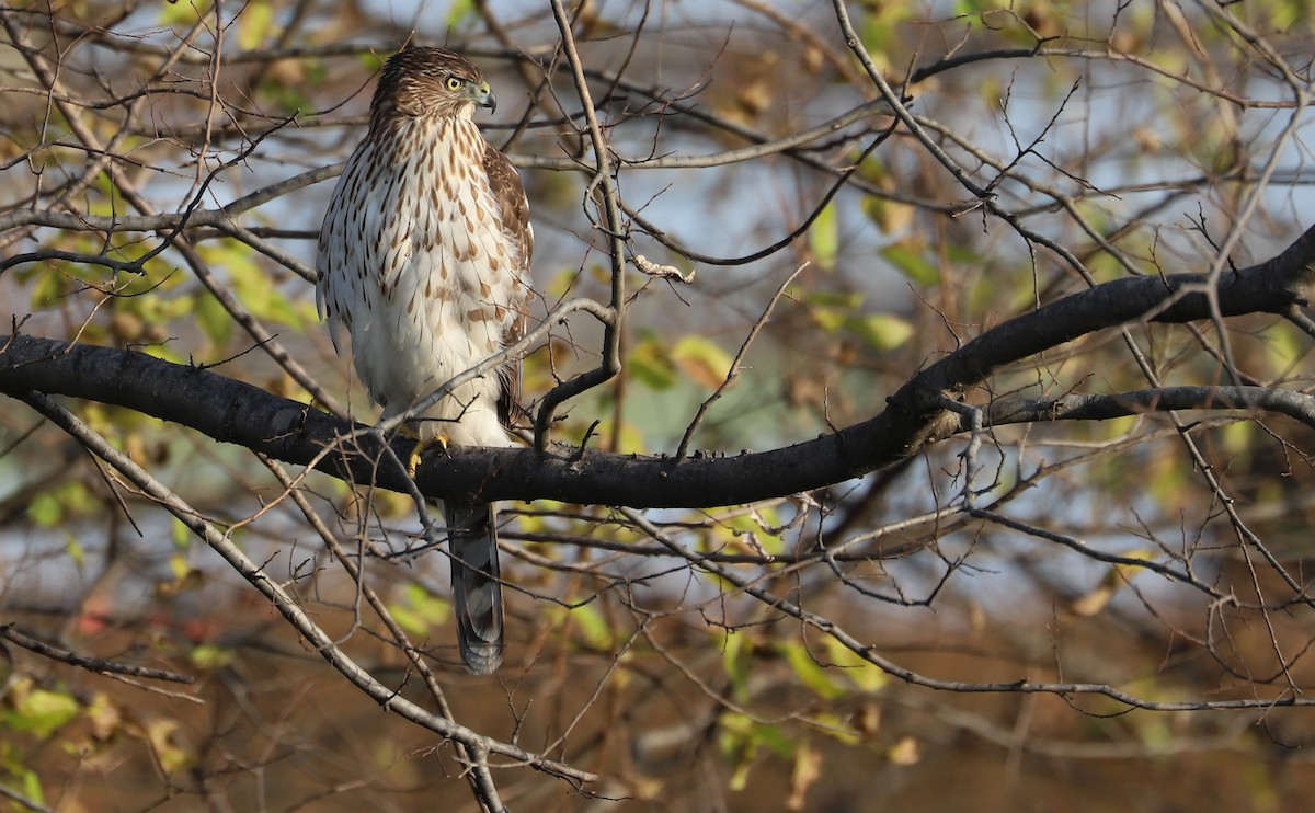 Cooper's Hawk - ML645419196