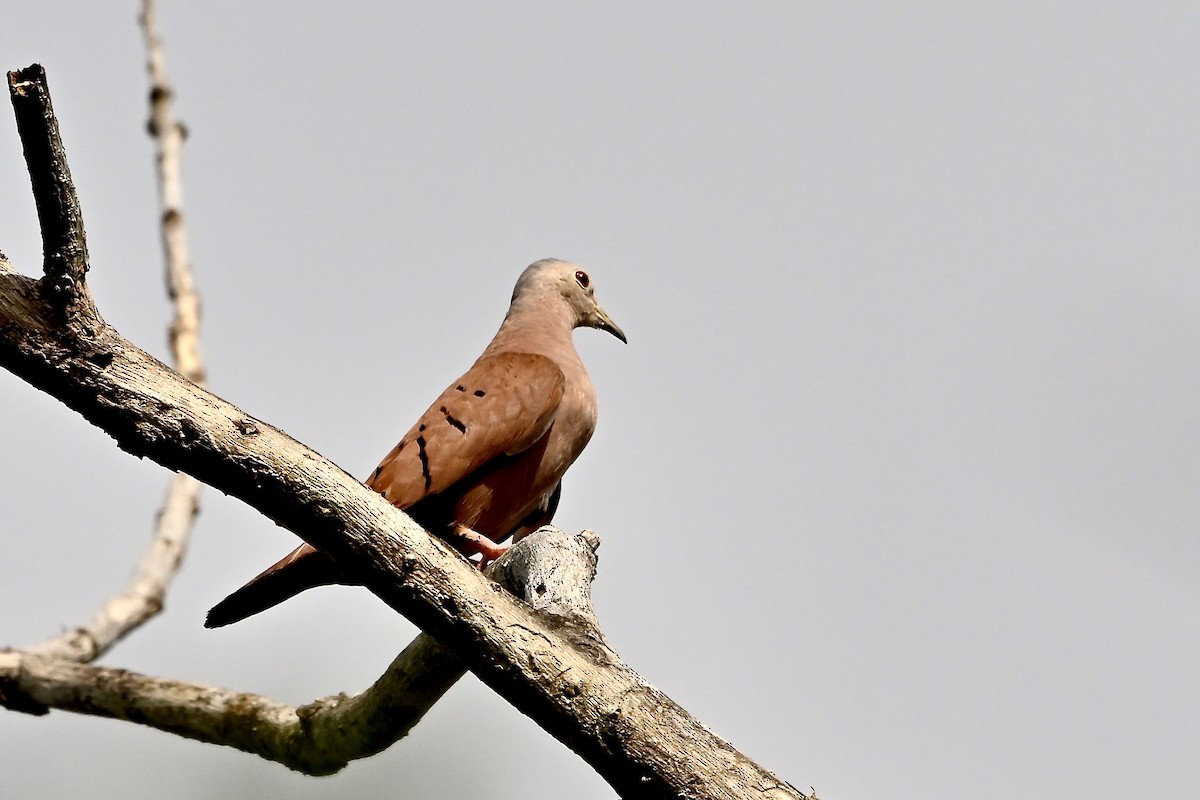 Коричневая земляная горлица - ML645419207