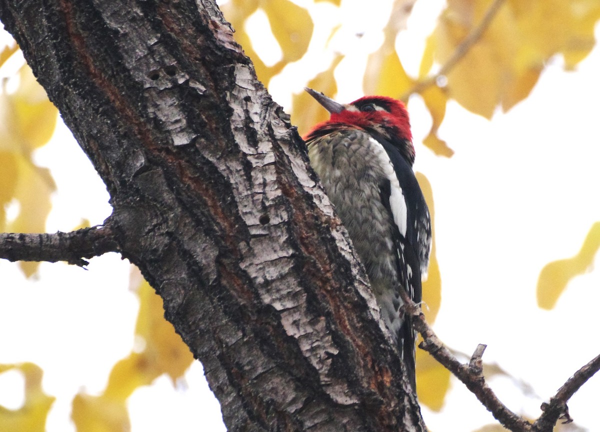 Red-naped x Red-breasted Sapsucker (hybrid) - ML645419223