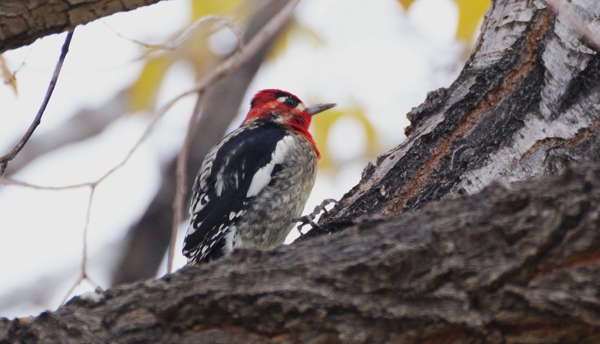 Red-naped x Red-breasted Sapsucker (hybrid) - ML645419224