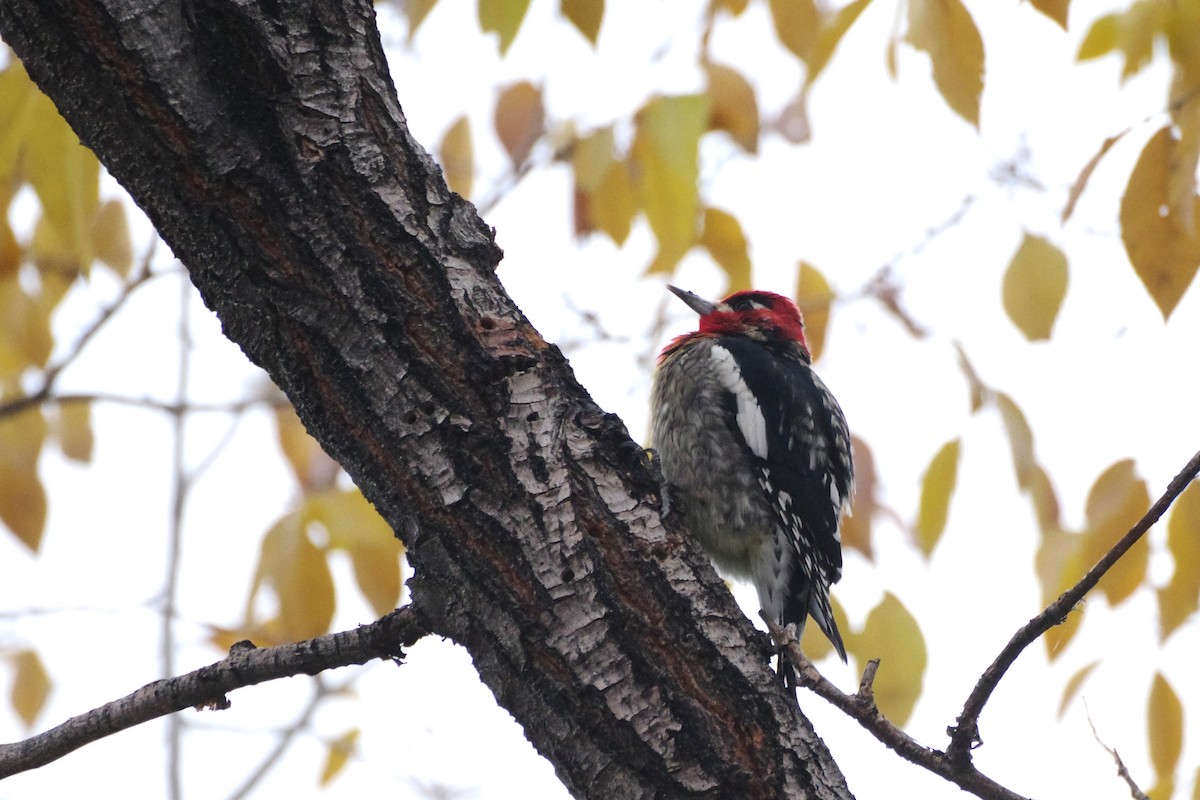Red-naped x Red-breasted Sapsucker (hybrid) - ML645419225