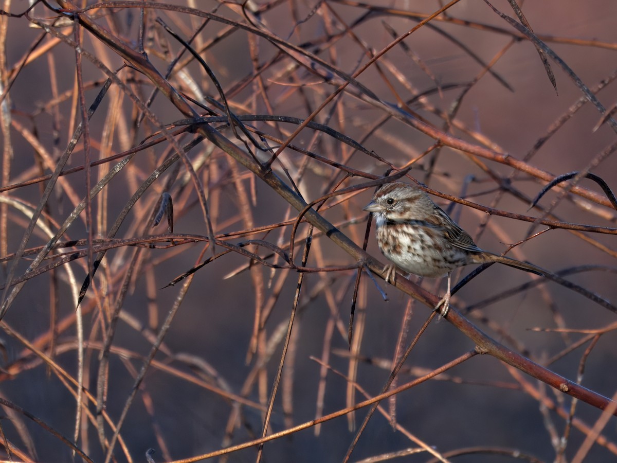 Song Sparrow - ML645419228