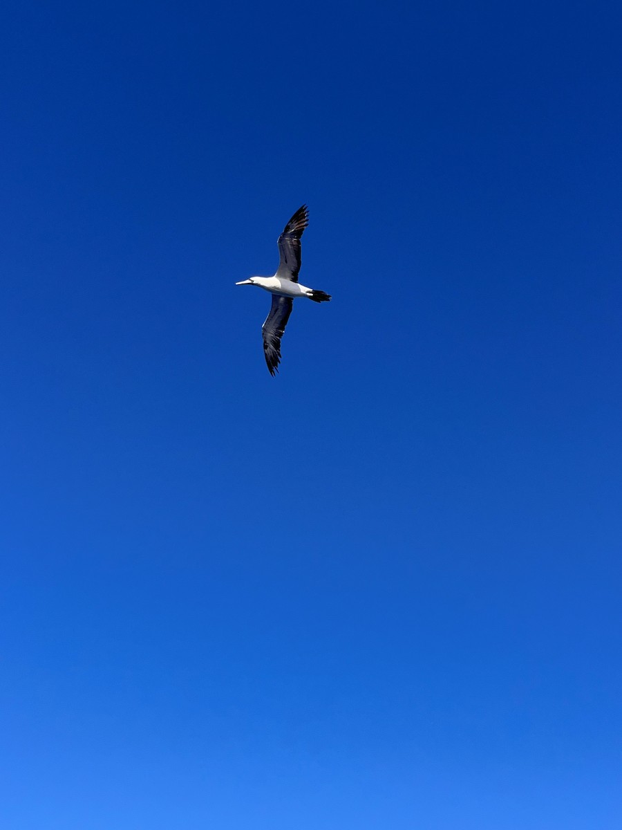 Masked Booby - ML645419239
