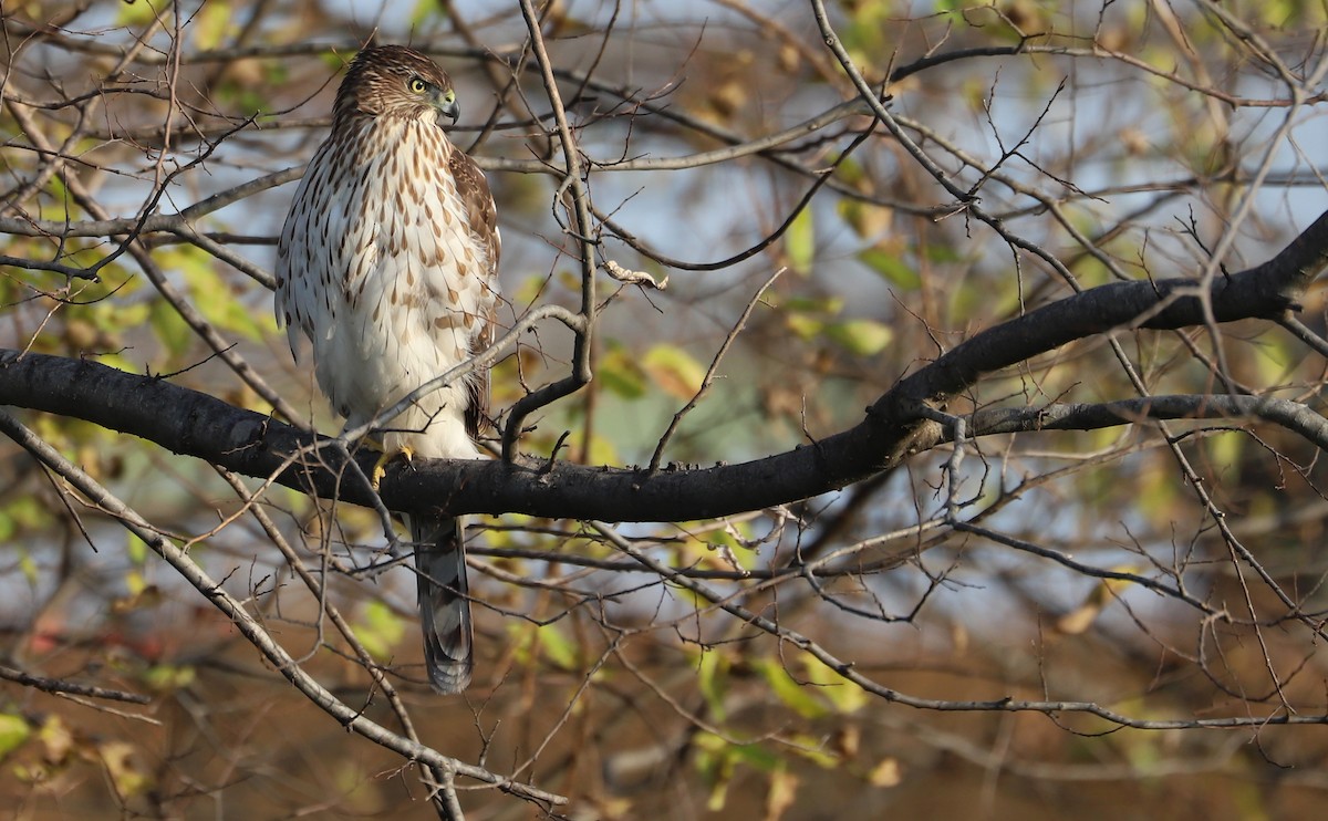 Cooper's Hawk - ML645419240
