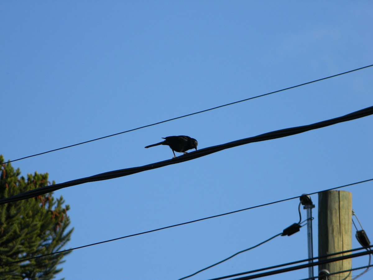 Austral Blackbird - ML645419242