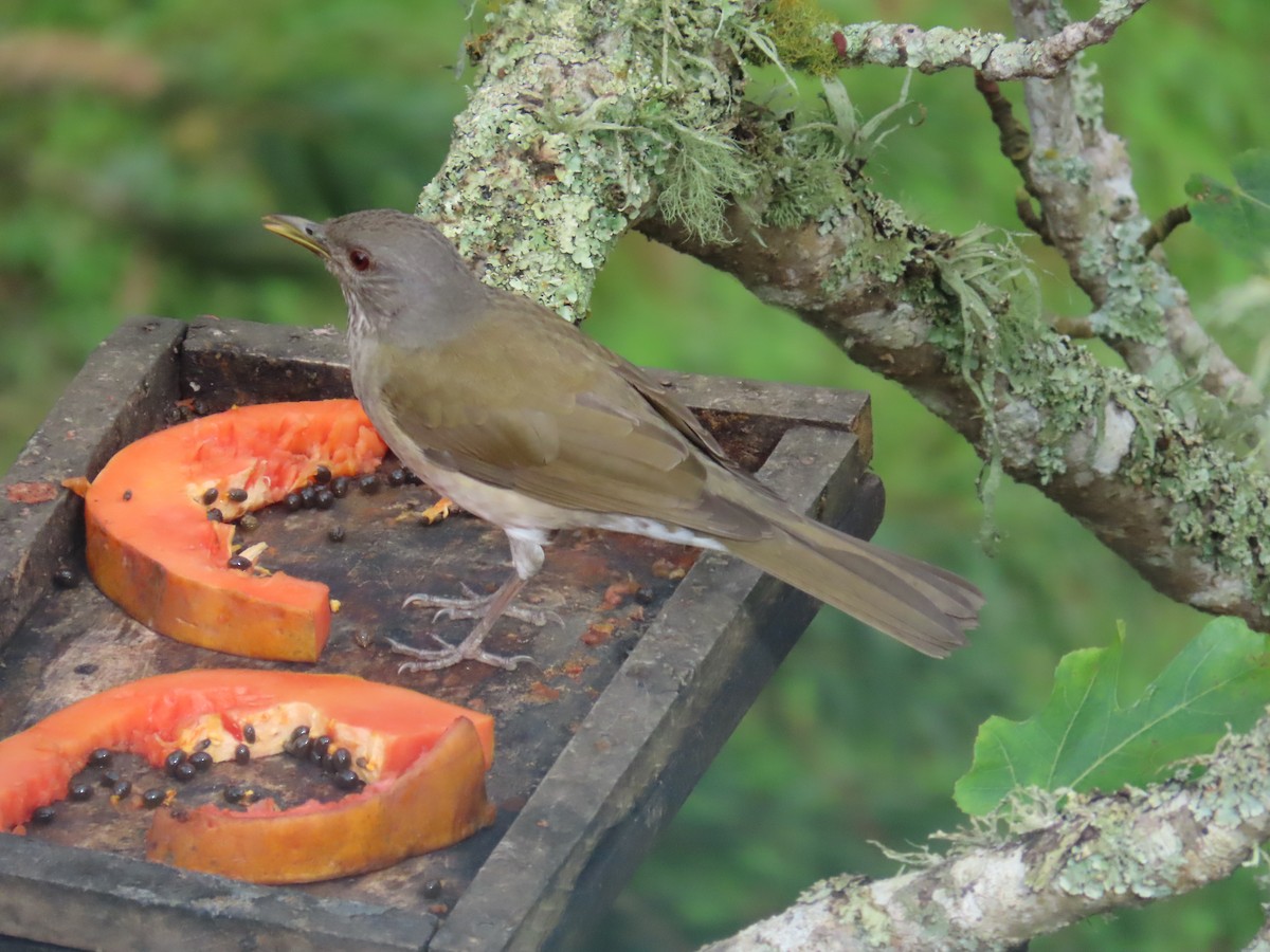 Pale-breasted Thrush - ML645419243