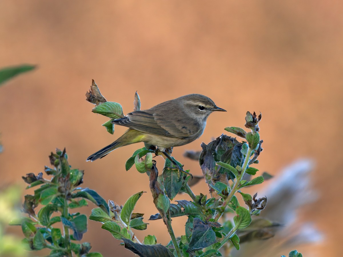 Palm Warbler - ML645419244