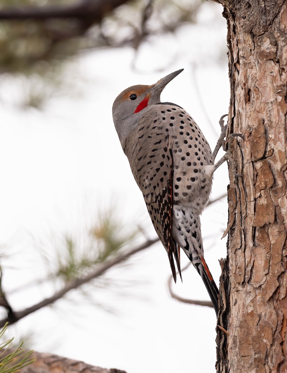 Northern Flicker - ML645419253