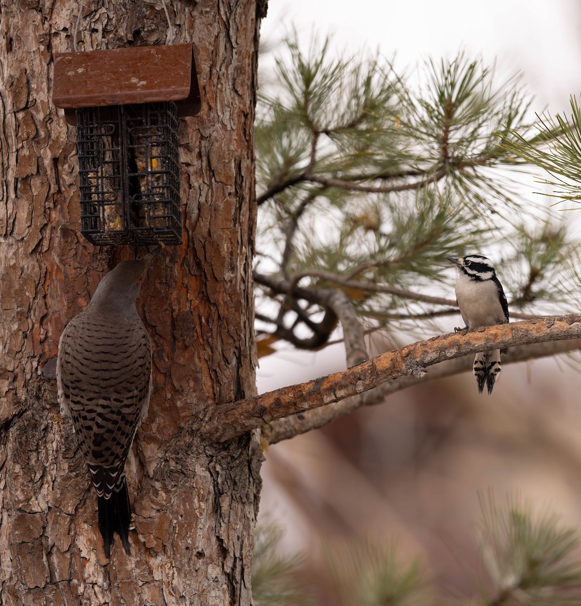 Northern Flicker - ML645419254