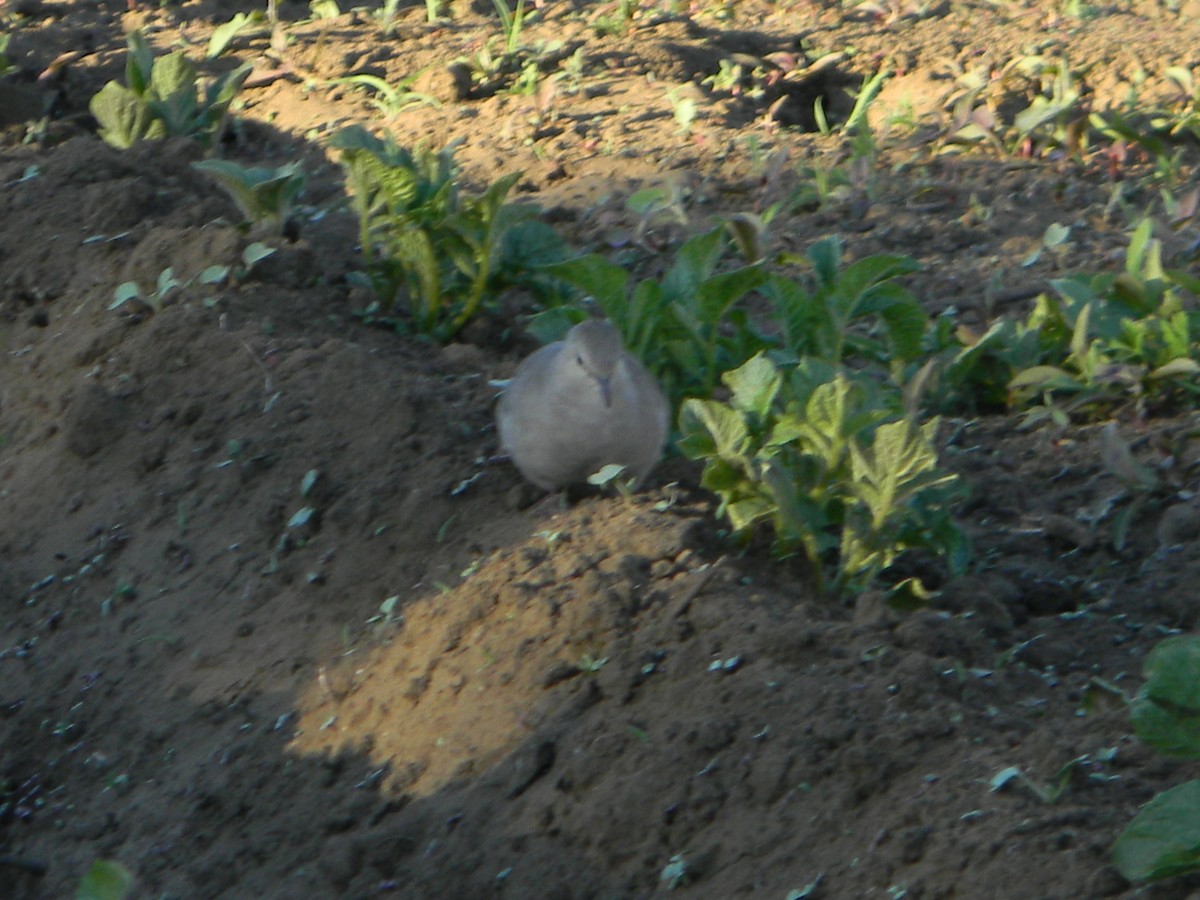 holoubek pikui - ML645419258