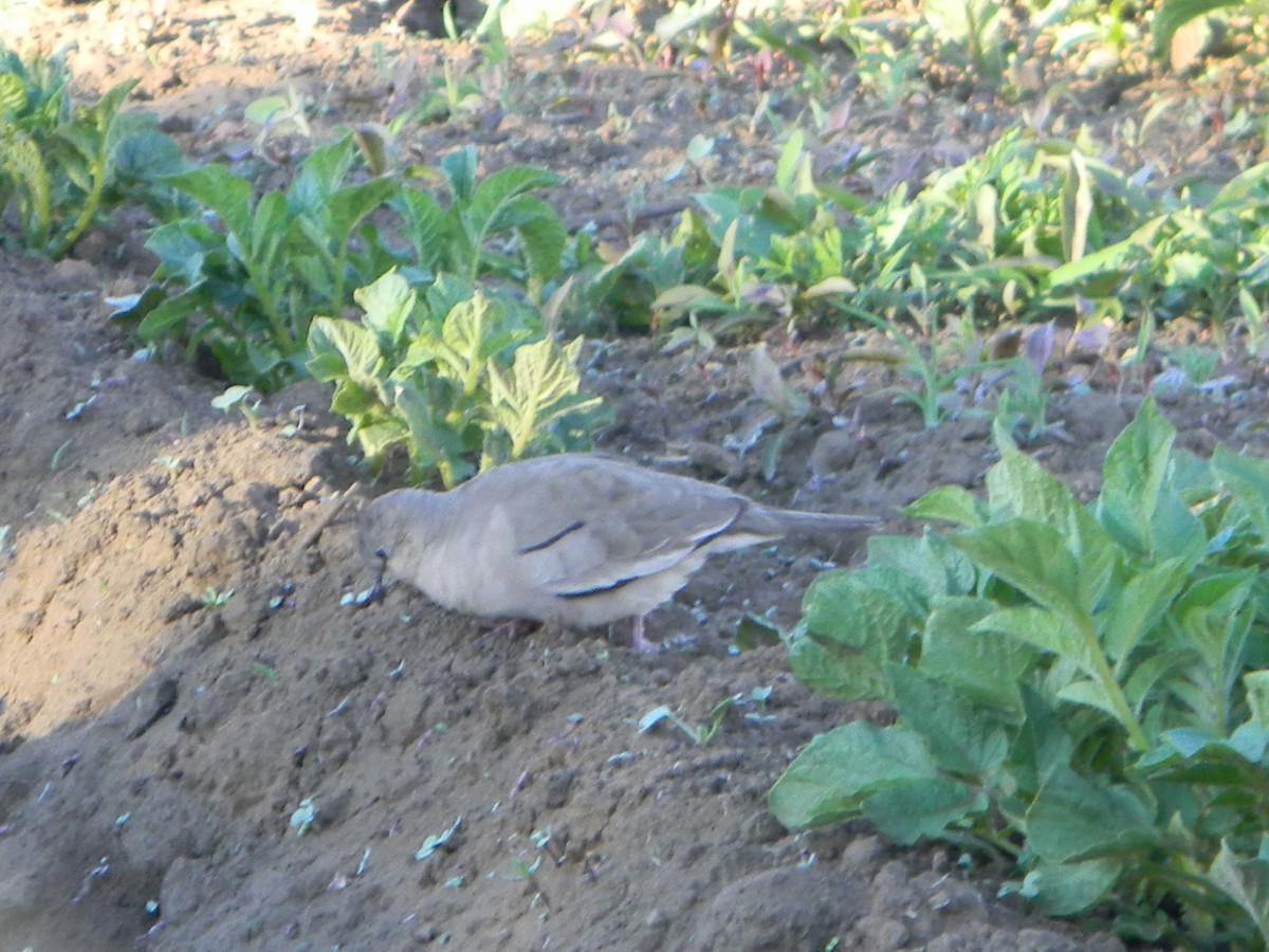 holoubek pikui - ML645419259