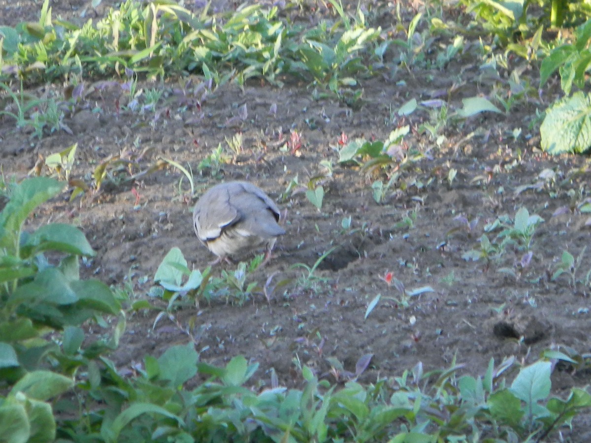 holoubek pikui - ML645419260