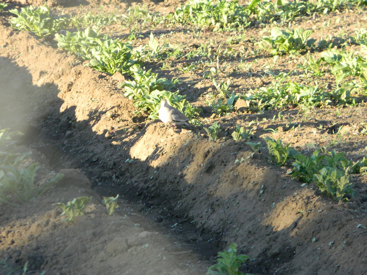 holoubek pikui - ML645419262