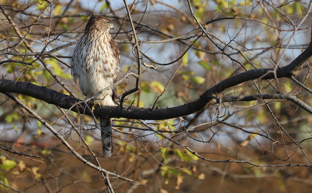 Cooper's Hawk - ML645419264