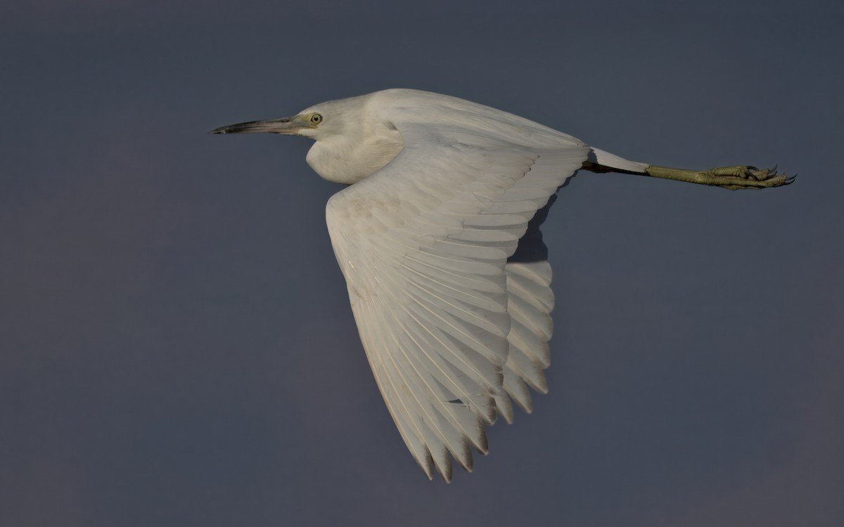 Little Blue Heron - ML645419269