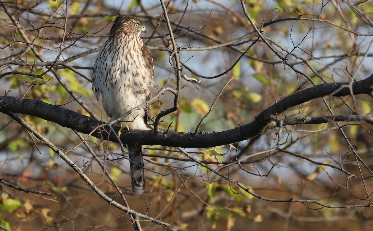 Cooper's Hawk - ML645419275