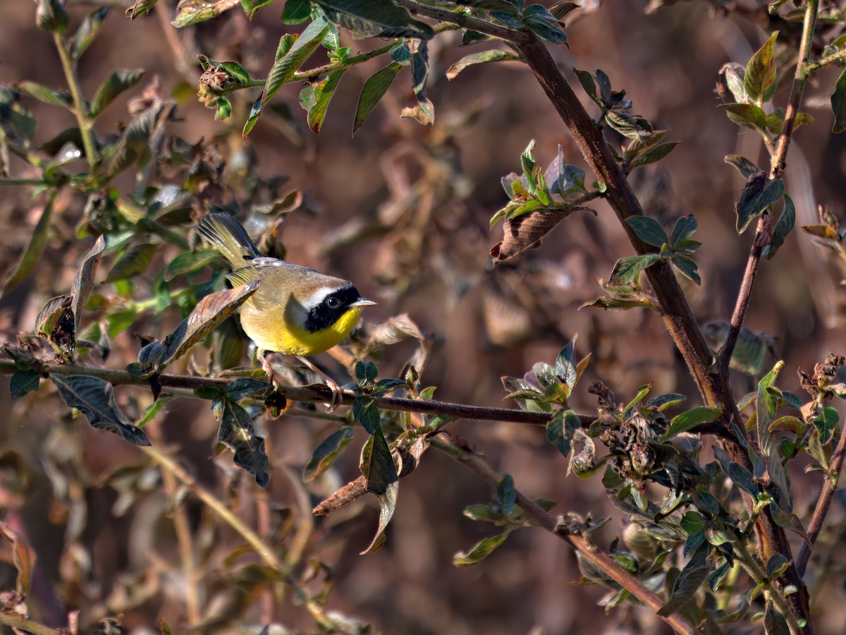 Common Yellowthroat - ML645419282