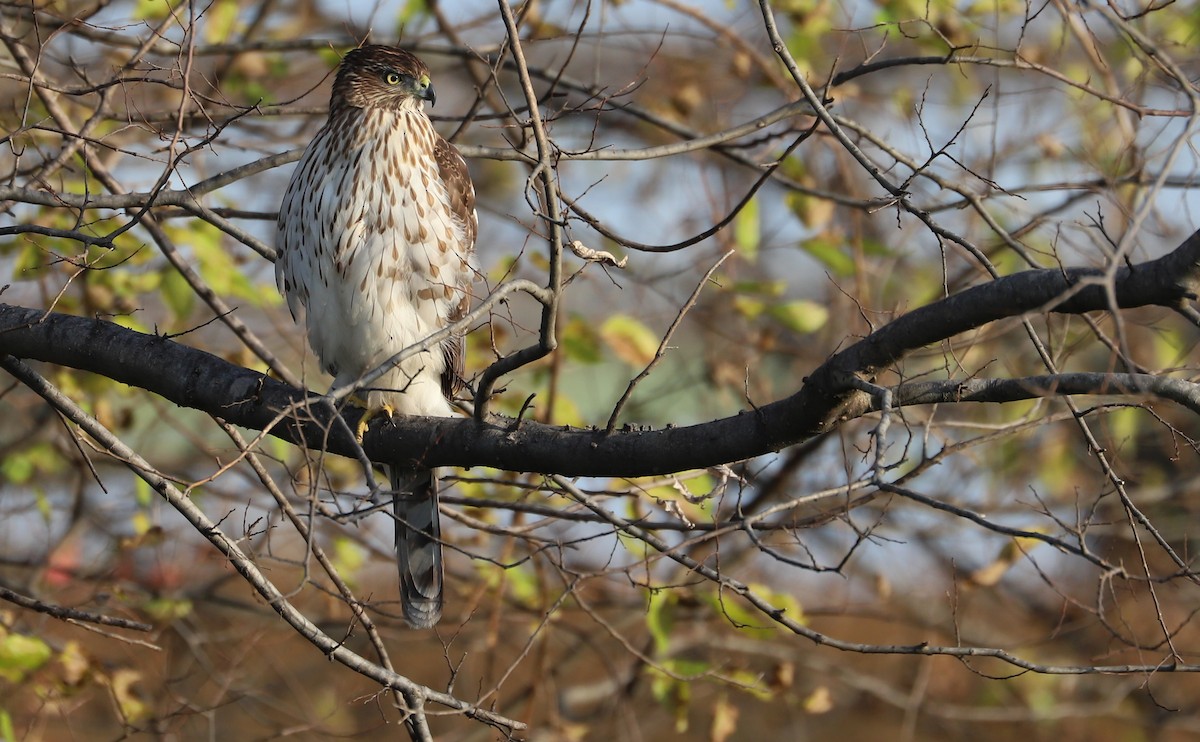 Cooper's Hawk - ML645419289