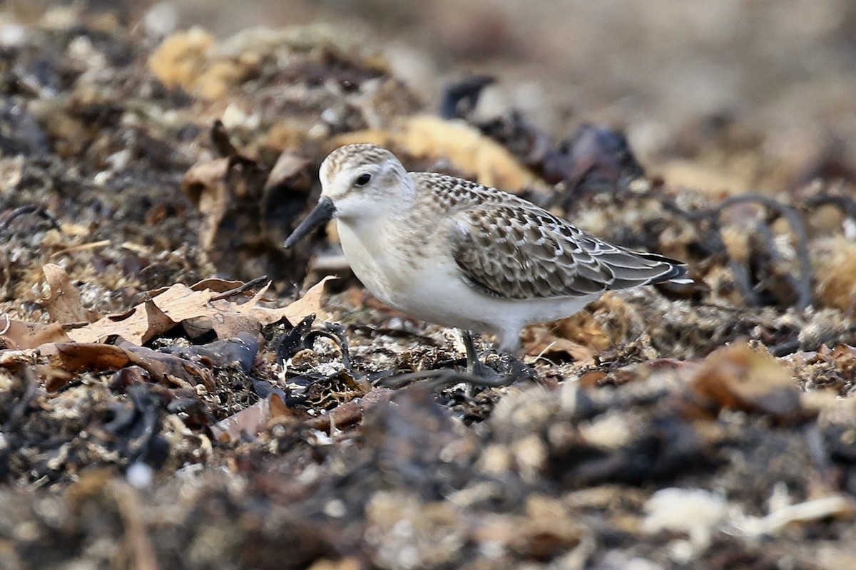 Semipalmated Sandpiper - ML645419292