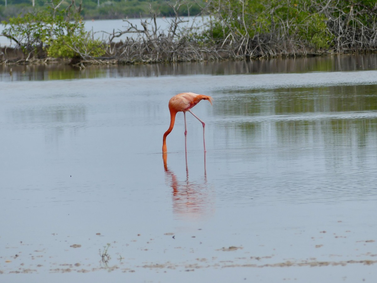 Flamenco Rojo - ML645419295