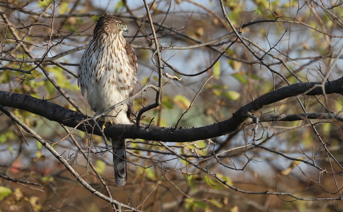 Cooper's Hawk - ML645419296