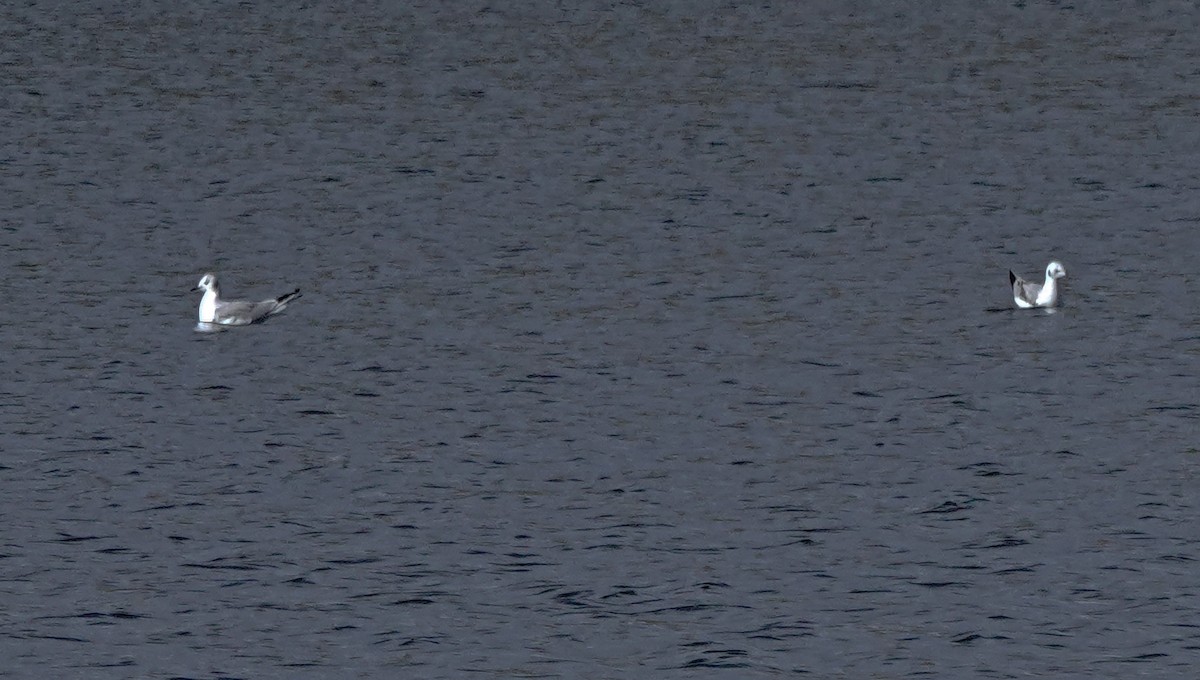 Bonaparte's Gull - ML645419297