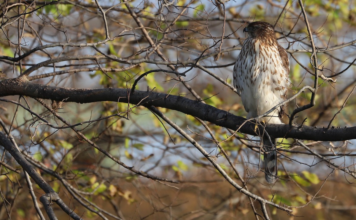 Cooper's Hawk - ML645419299