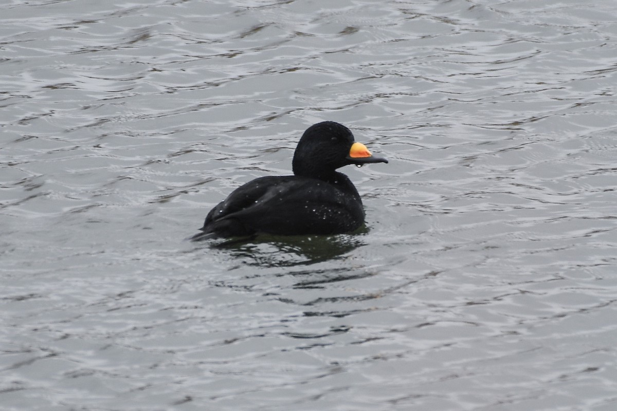 Black Scoter - ML645419302