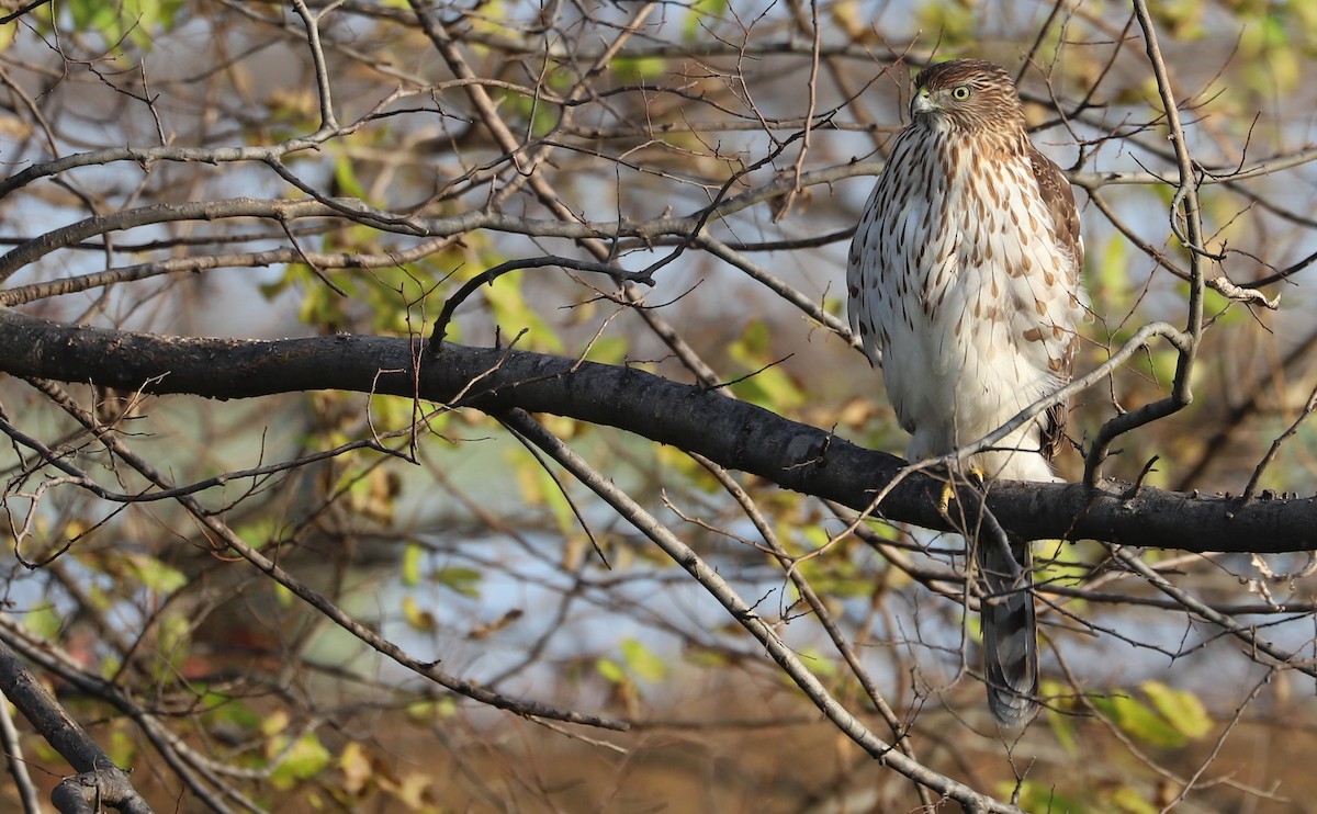 Cooper's Hawk - ML645419309