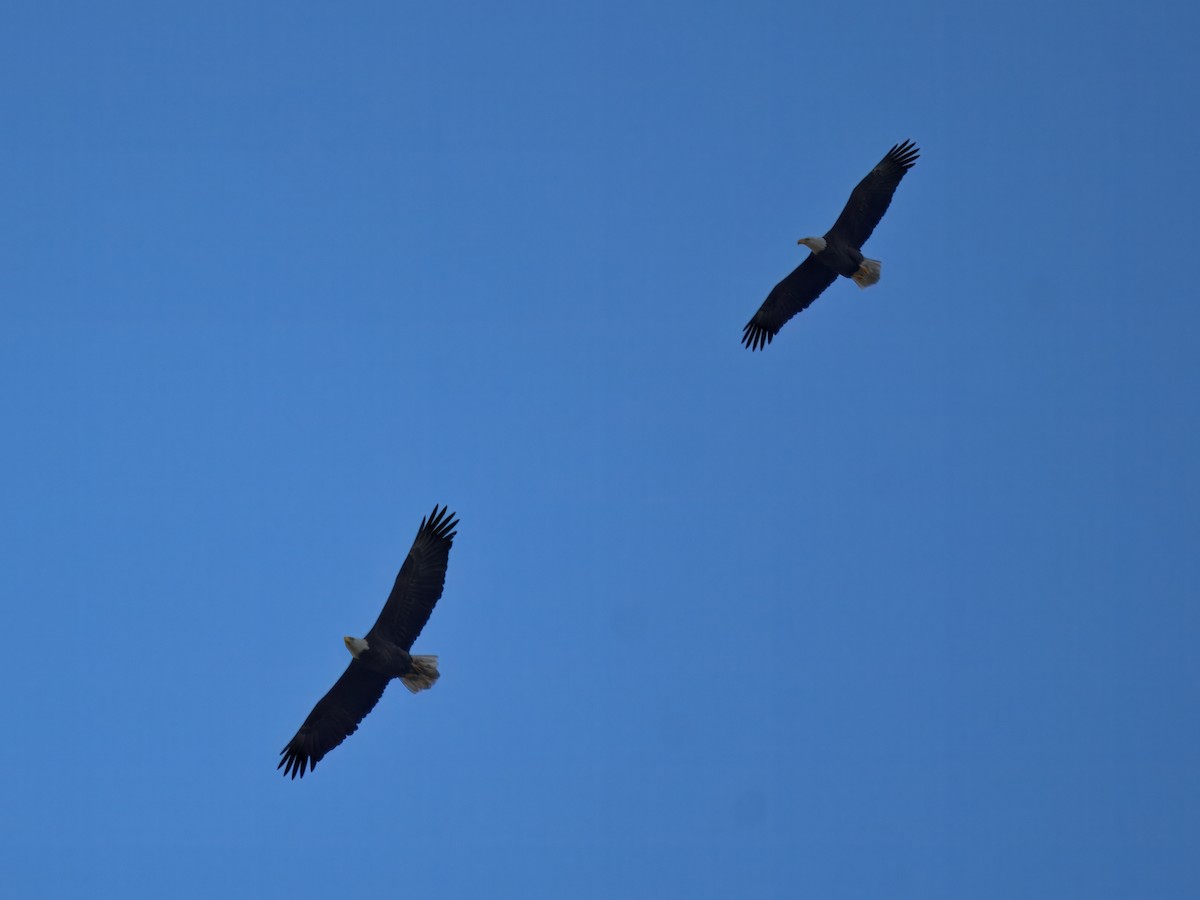 Bald Eagle - ML645419313