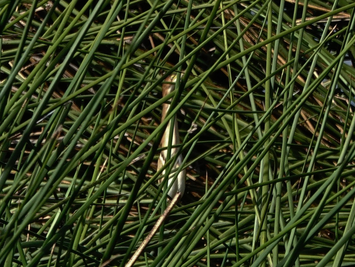 コヨシゴイ - ML645419315