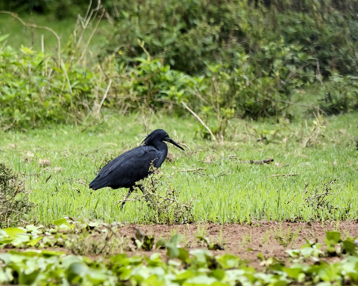 Black Heron - ML645419317