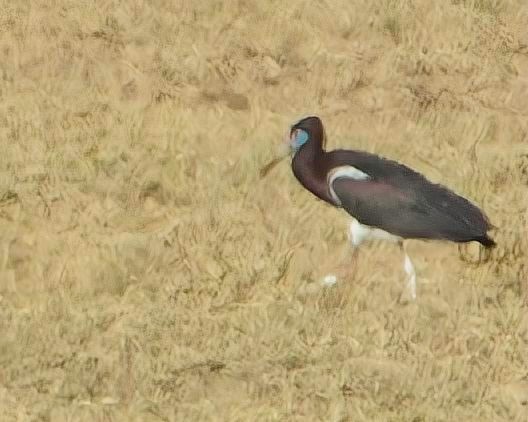 Abdim's Stork - ML645419318