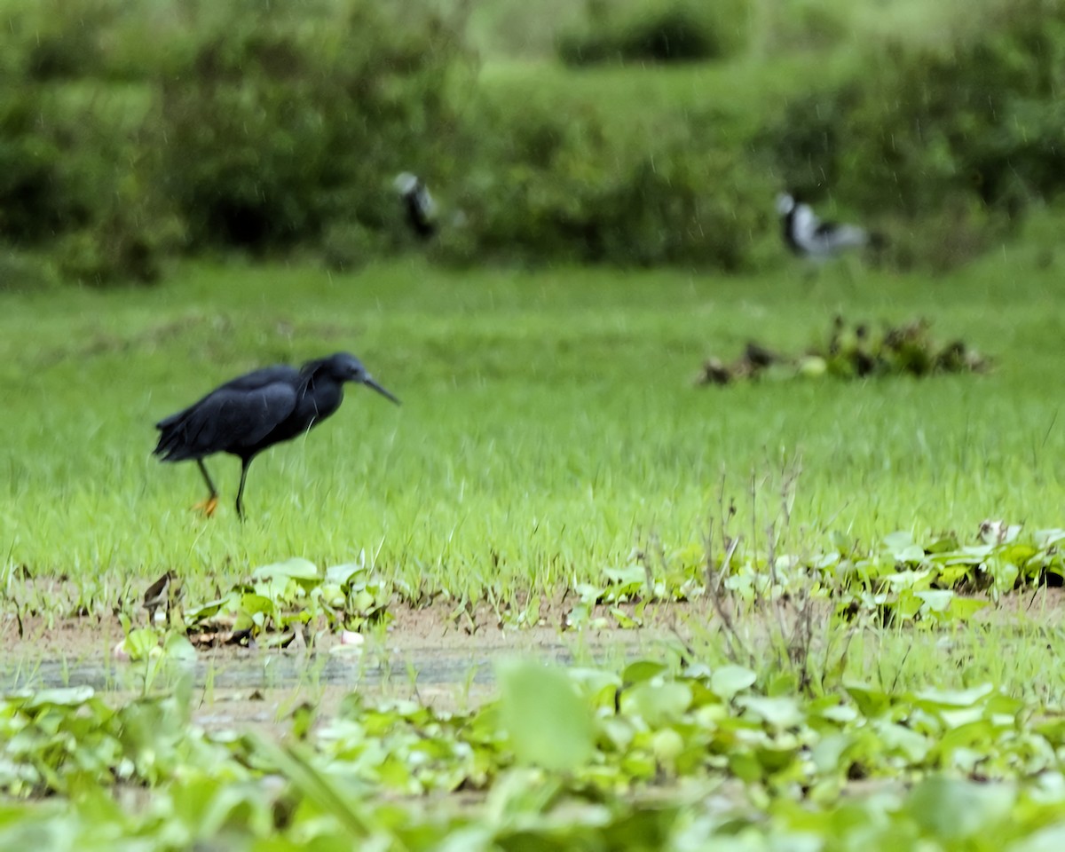 Black Heron - ML645419326