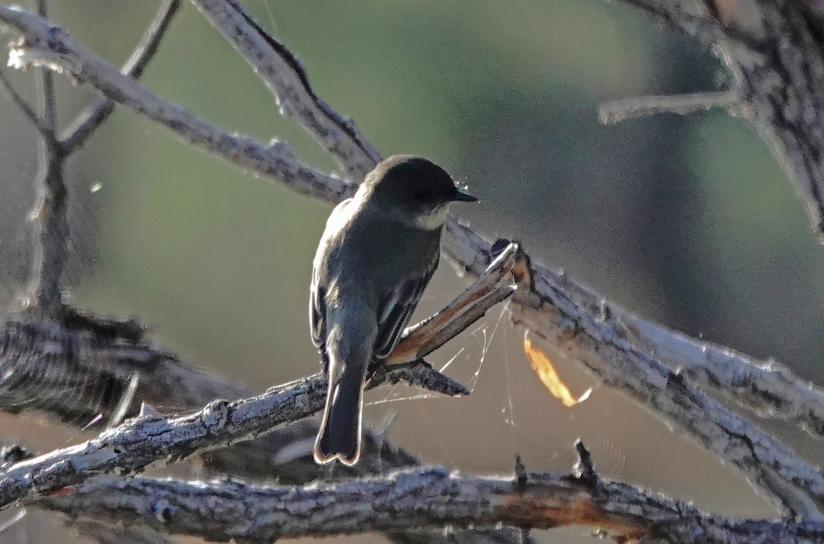 Eastern Phoebe - ML645419335