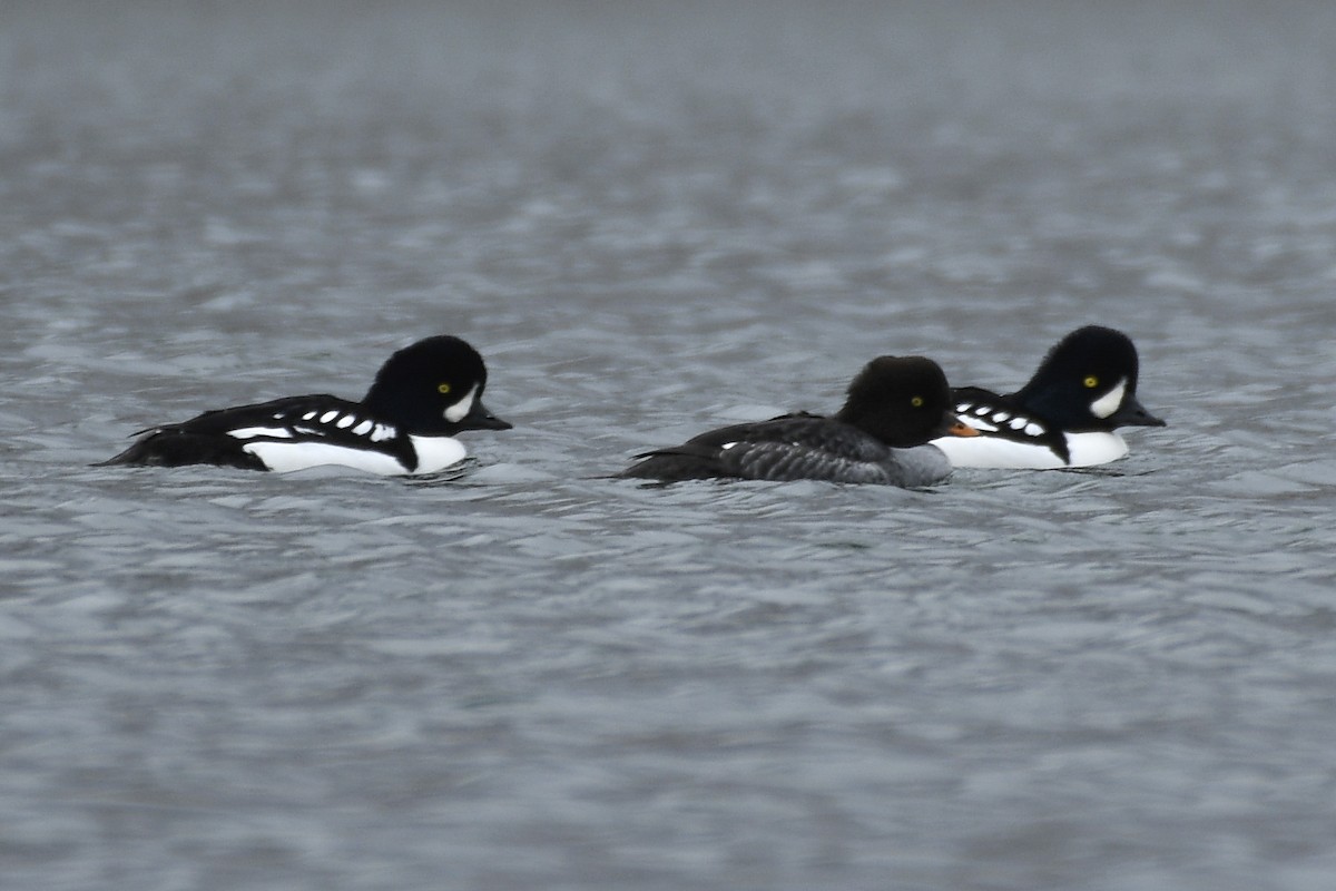 Murgilari islandiarra - ML645419337