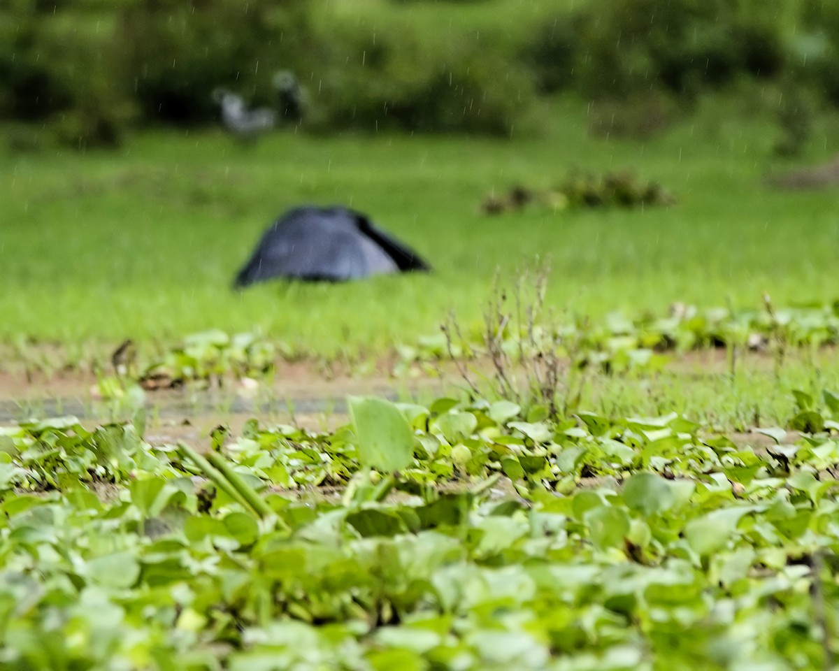 Black Heron - ML645419340