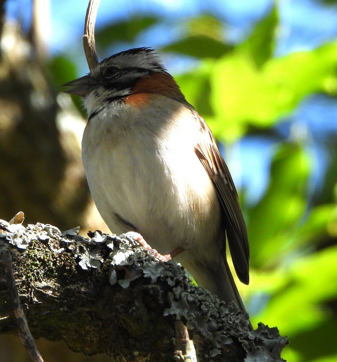 Morgenammer - ML645419341