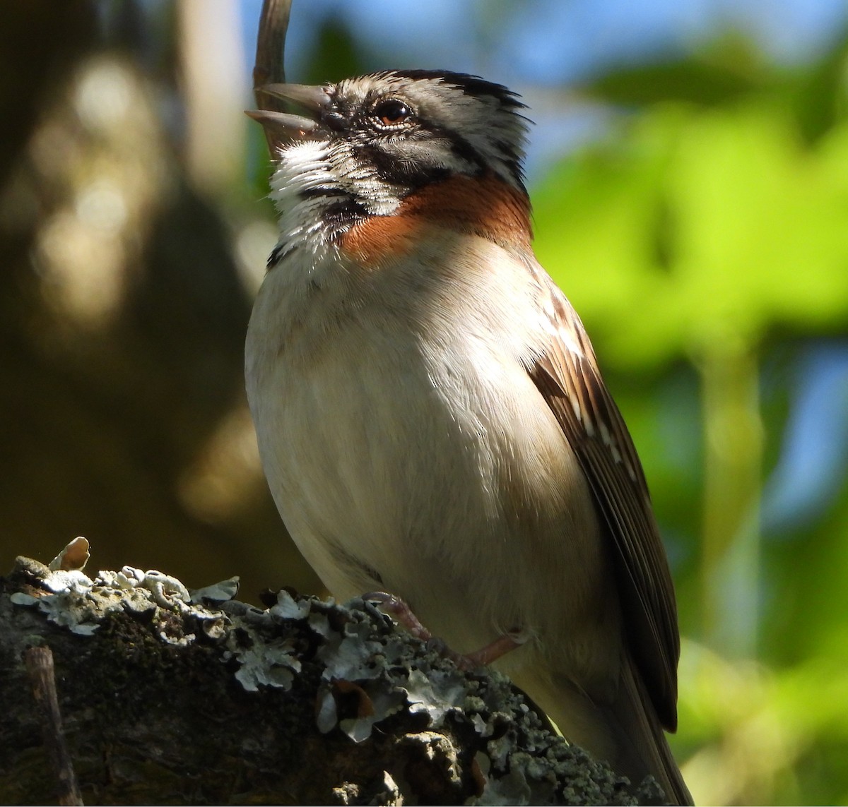 Morgenammer - ML645419342