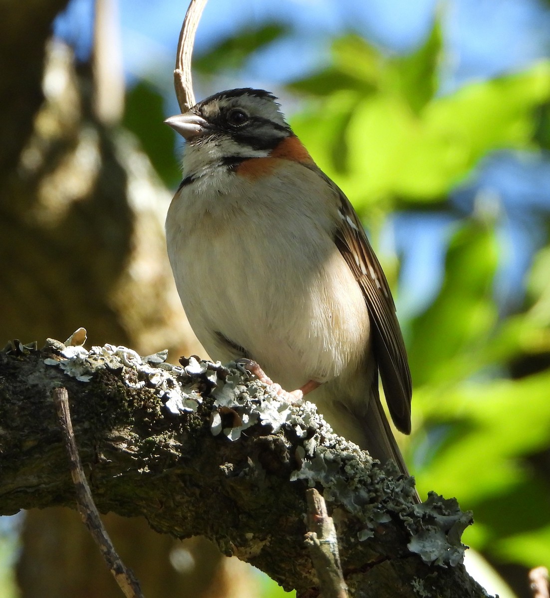 Morgenammer - ML645419343