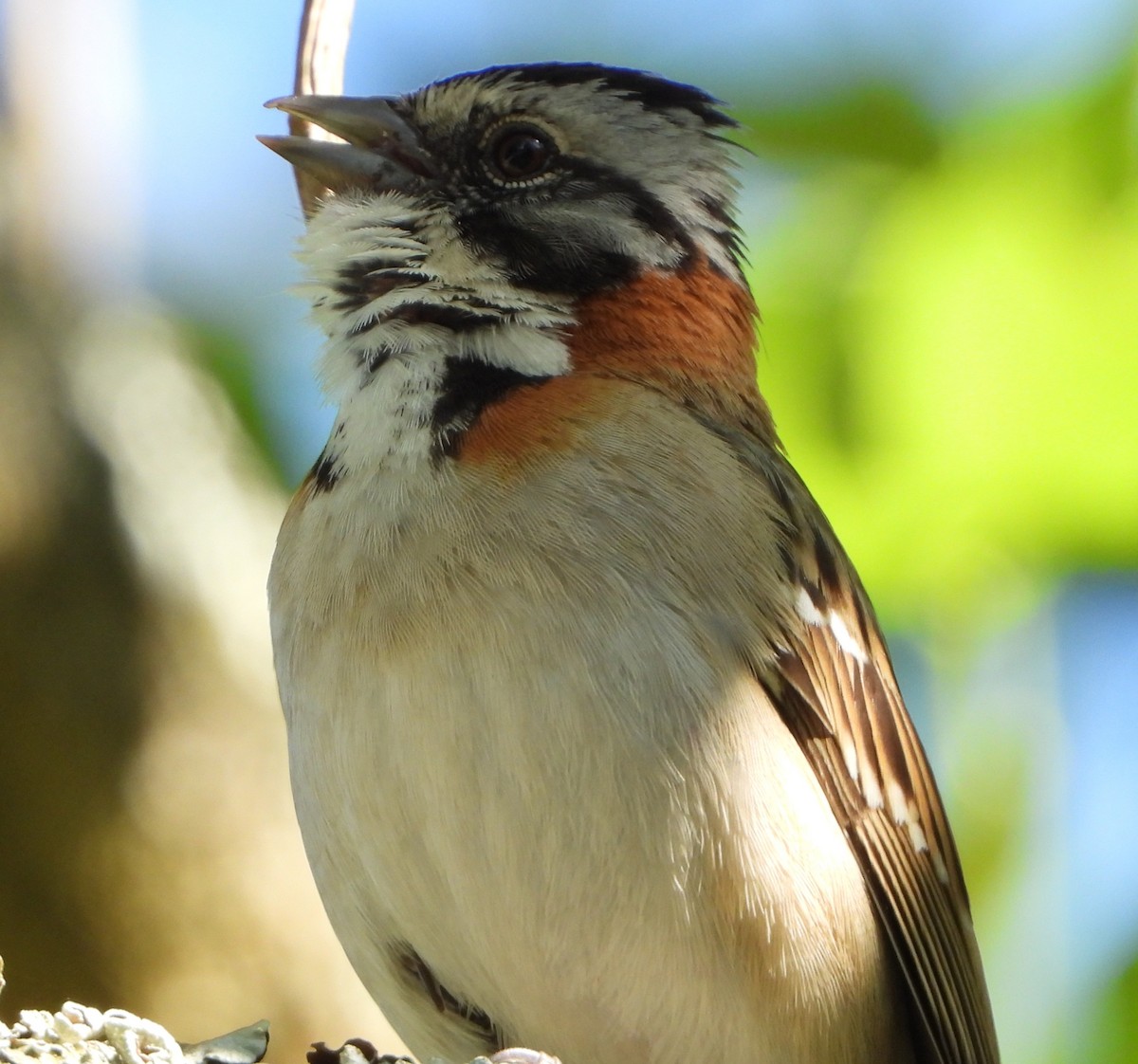 Morgenammer - ML645419344