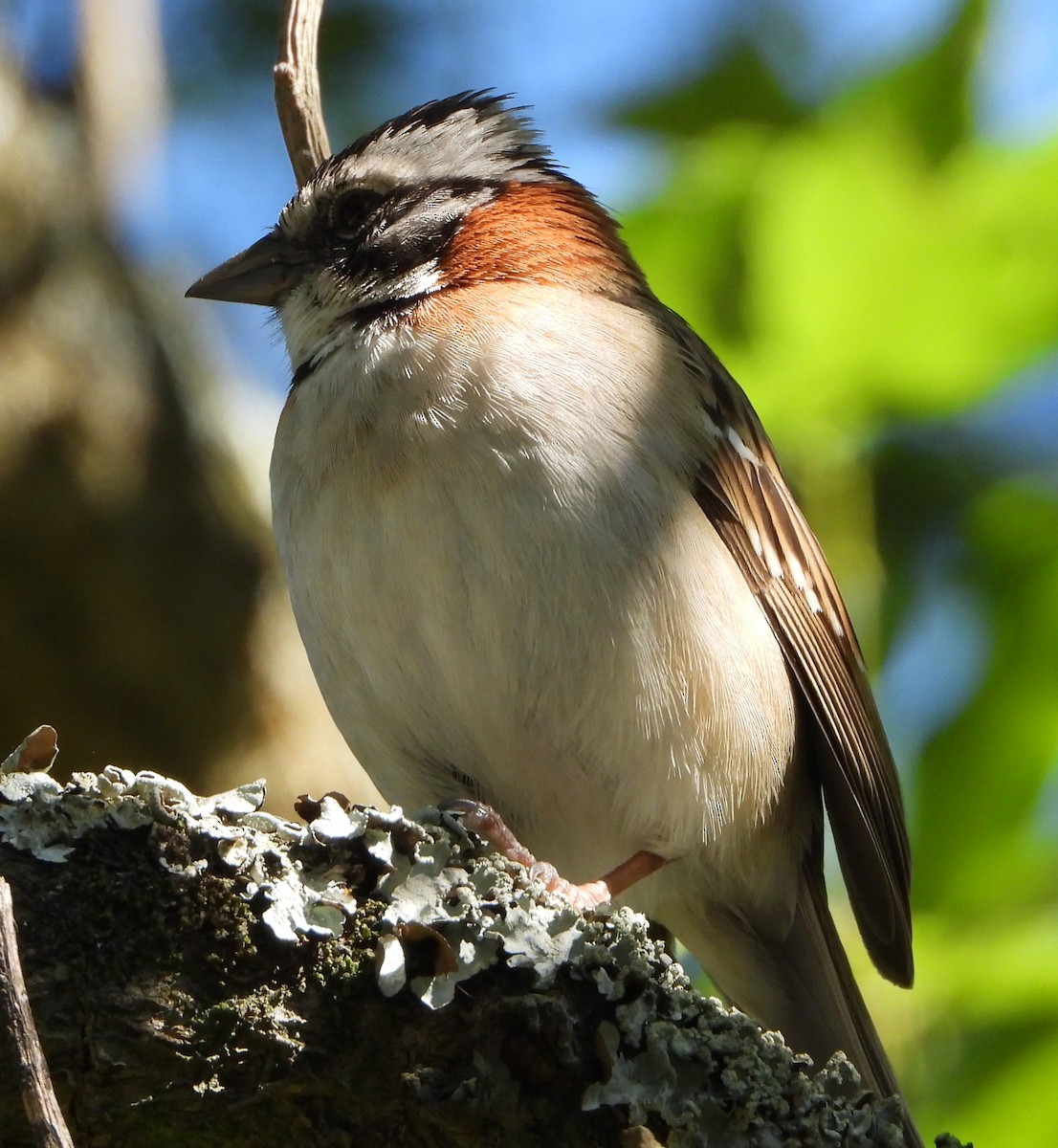 Morgenammer - ML645419345