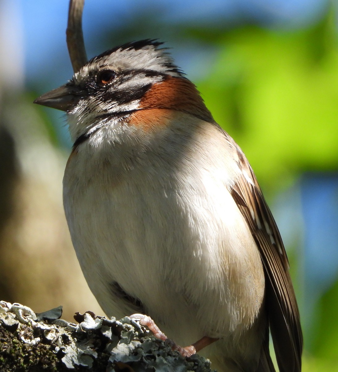 Morgenammer - ML645419346