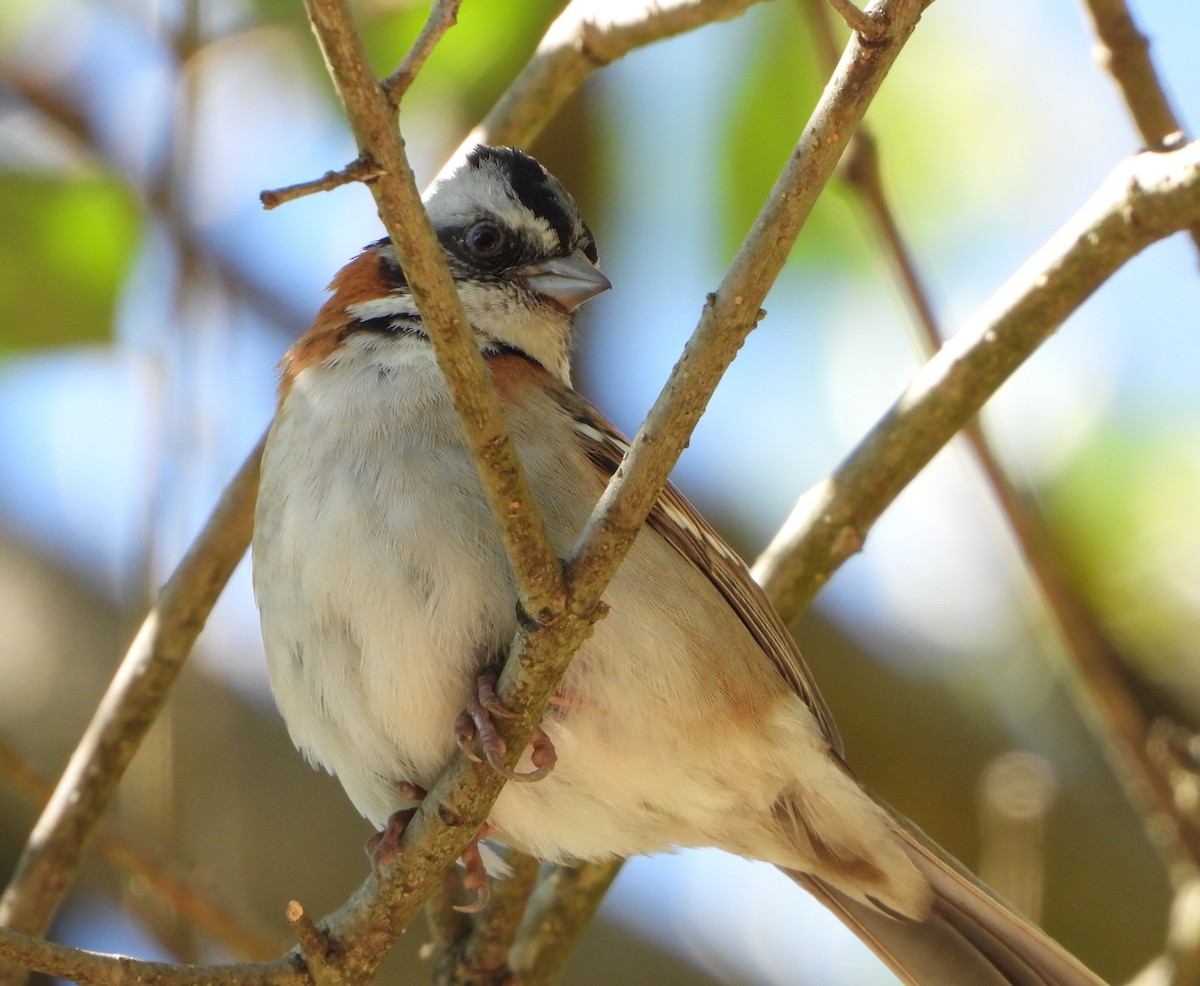 Morgenammer - ML645419348