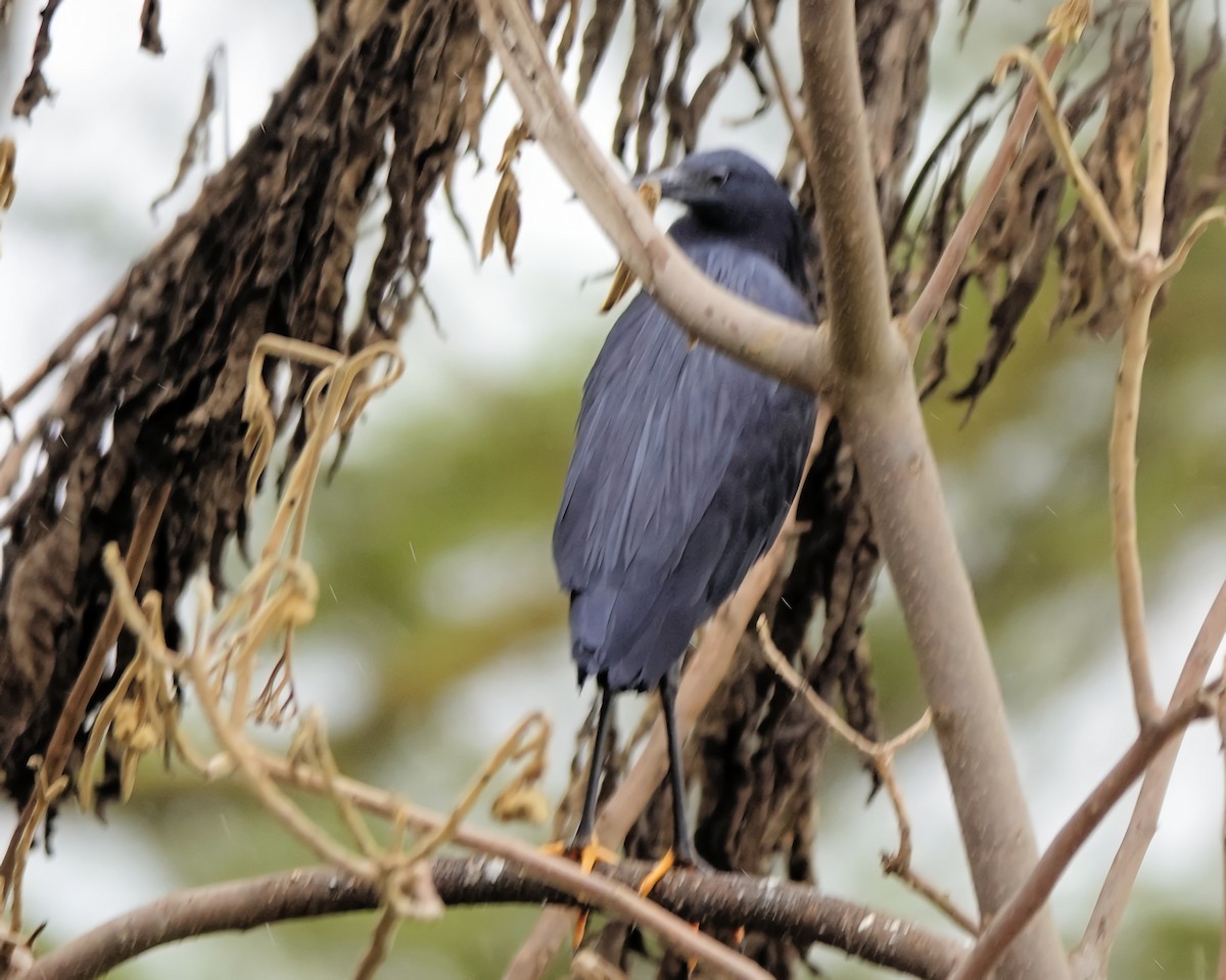 Black Heron - ML645419349