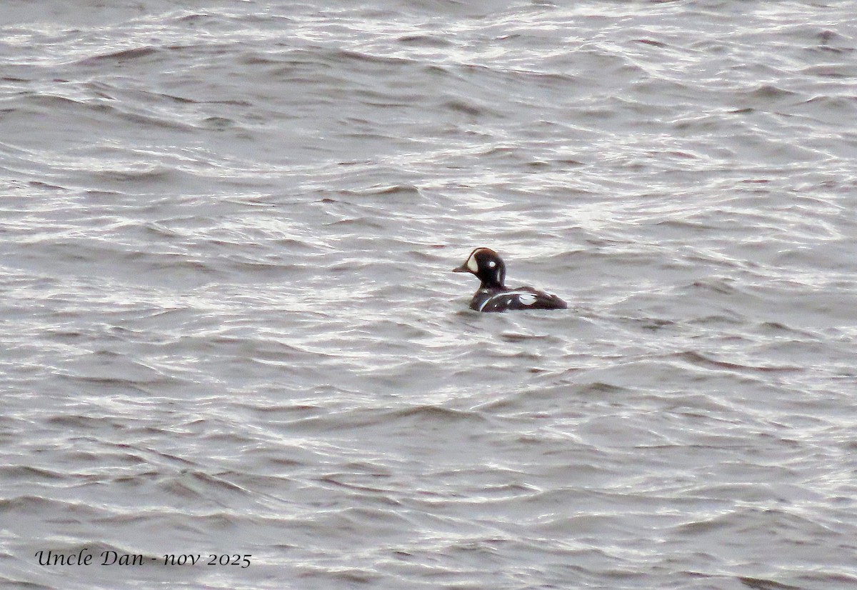 Harlequin Duck - ML645419351