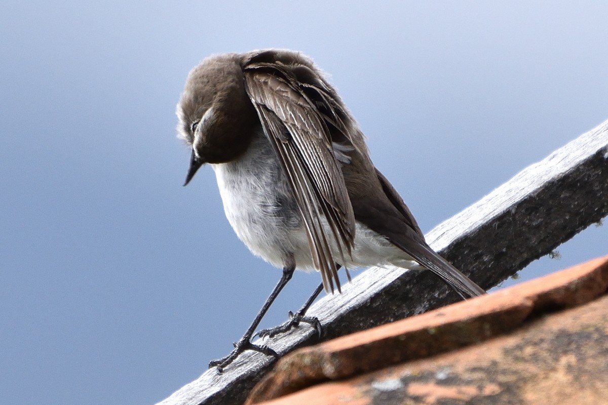 Plain-capped Ground-Tyrant - ML645419352