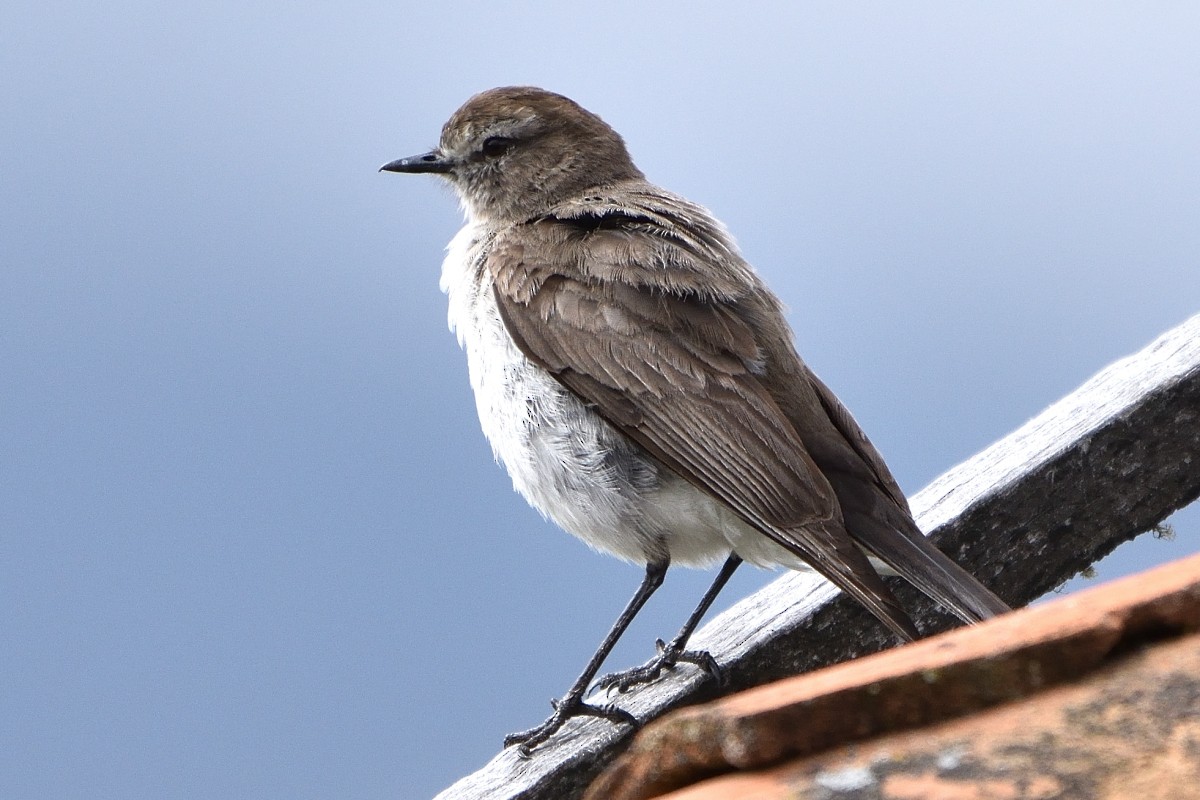 Plain-capped Ground-Tyrant - ML645419353