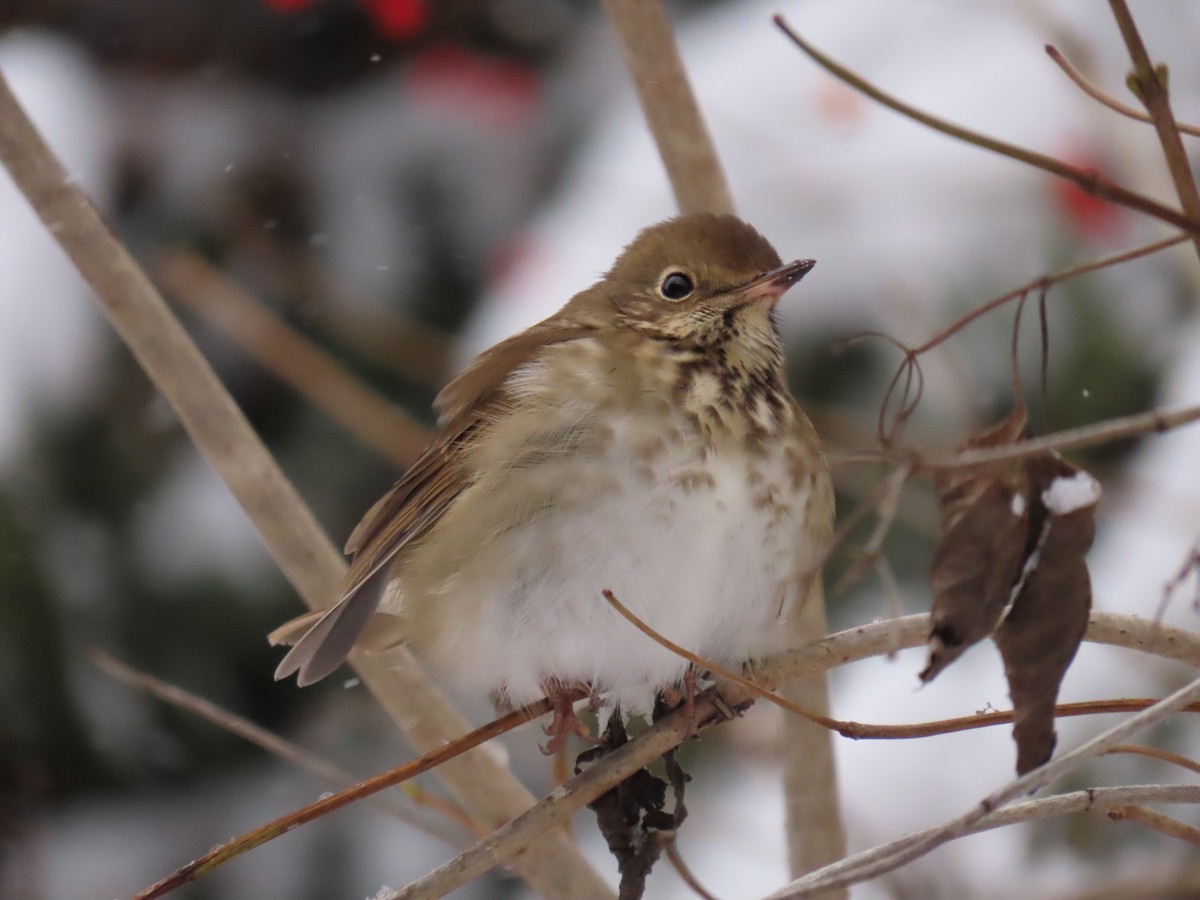 Дрізд-короткодзьоб плямистоволий - ML645419354