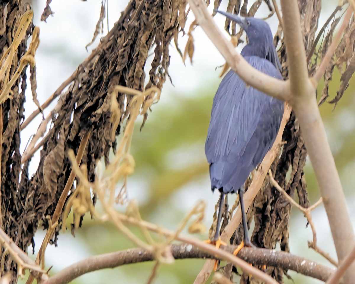 Black Heron - ML645419355